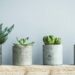 Método simples transforma copinho em composteira portátil e melhora a saúde de plantas cultivadas em casa