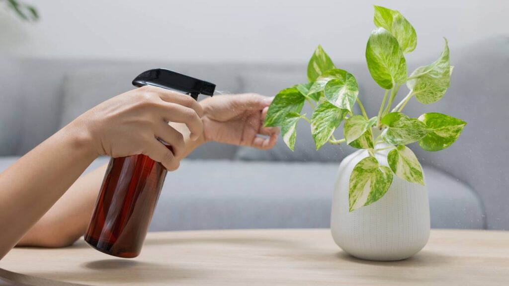 As plantas que purificam o ar e ajudam quem tem rinite
