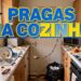 Erros na limpeza que atraem pragas para a cozinha sem você perceber
