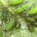 Nem inseticida, nem veneno: este truque natural elimina pulgões das plantas