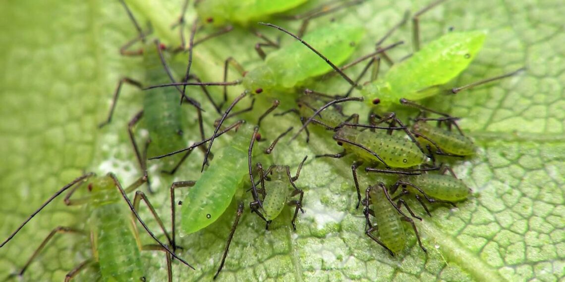 Solução natural contra pulgões em plantas de varanda durante a transição para dias quentes