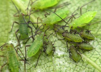 Solução natural contra pulgões em plantas de varanda durante a transição para dias quentes