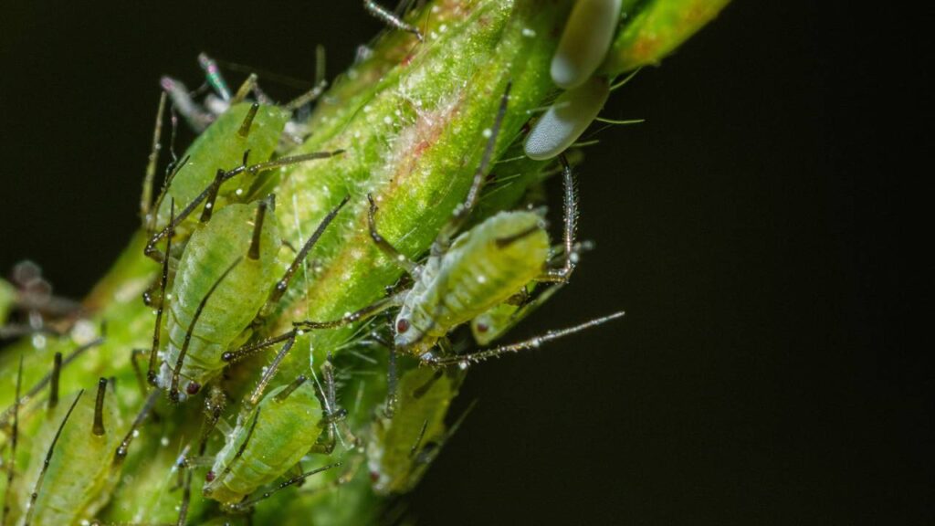 Solução natural contra pulgões em plantas de varanda durante a transição para dias quentes