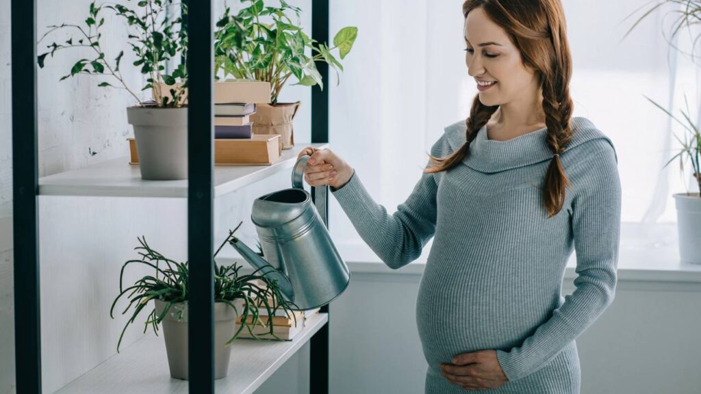 Plantas que atraem boas energias para Sagitário, segundo Feng Shui