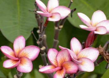 Acerte de primeira! Como fazer mudas de rosa do deserto em casa com método atual