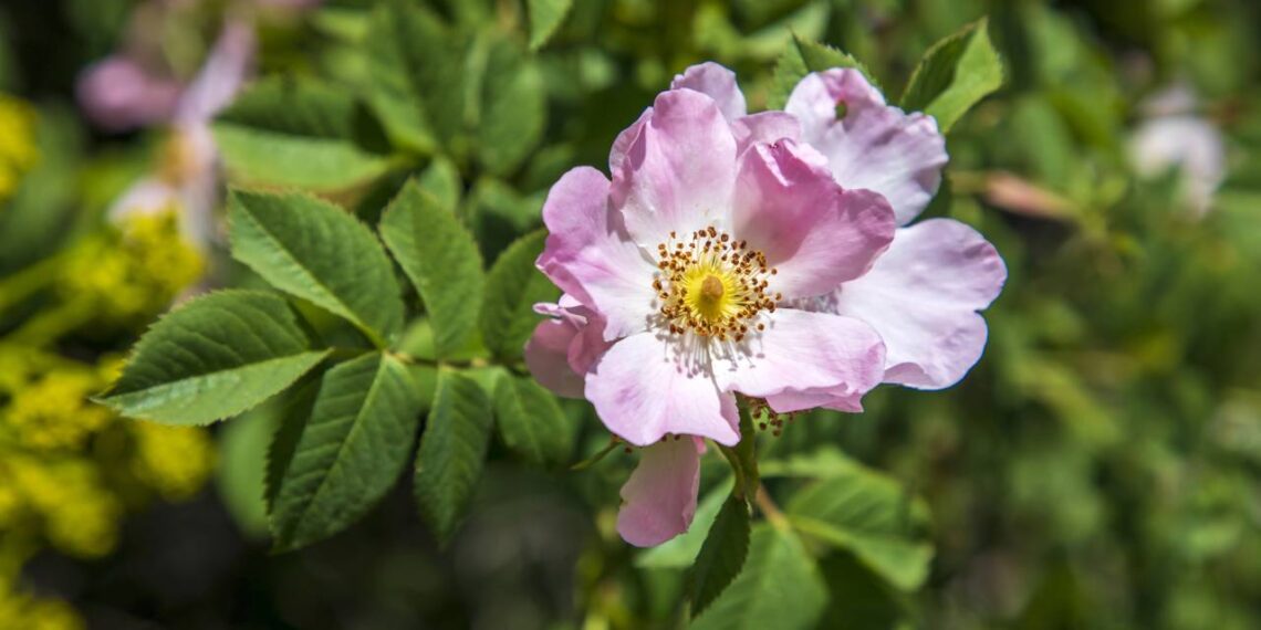 Esta flor deixará a sua pele saudável e evitará o envelhecimento precoce