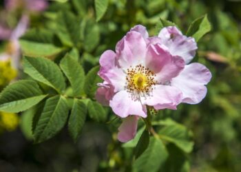 Esta flor deixará a sua pele saudável e evitará o envelhecimento precoce