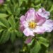 Esta flor deixará a sua pele saudável e evitará o envelhecimento precoce