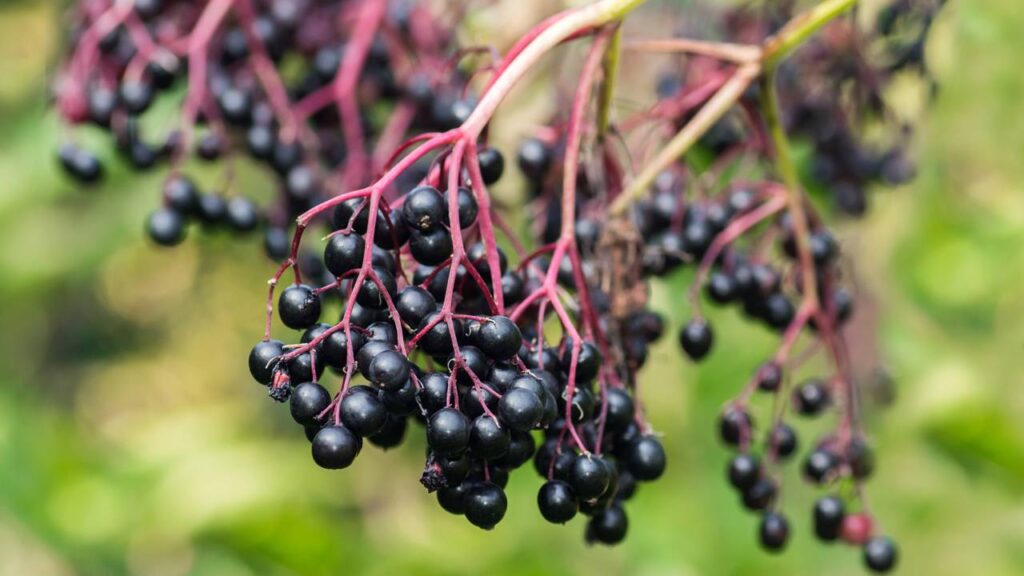 Fuja dos remédios e alivie a gripe naturalmente com estas plantas