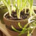 Como cultivar salsinha em apartamento e colher folhas fresquinhas em apenas 30 dias