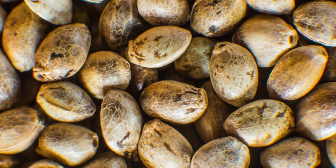 Fonte de ferro e proteína, é o superalimento que fortalece corpo e mente: conheça a semente de cânhamo