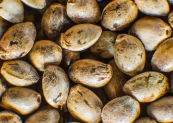 Fonte de ferro e proteína, é o superalimento que fortalece corpo e mente: conheça a semente de cânhamo