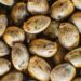Fonte de ferro e proteína, é o superalimento que fortalece corpo e mente: conheça a semente de cânhamo