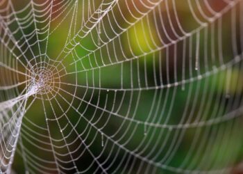 Lugares da sala onde as aranhas gostam de fazer teias