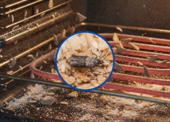 Veja como lidar com as traças no forno elétrico sem produtos químicos