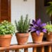 4 plantas que afastam mosquitos no verão e podem ser cultivadas em vasos
