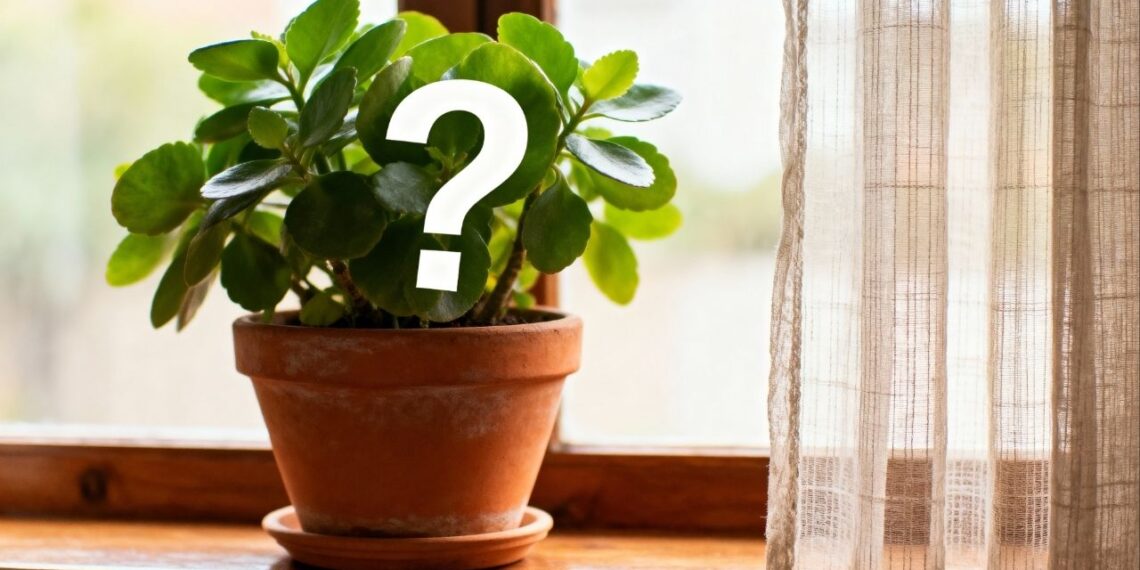A planta de vaso que virou tendência por fortalecer a imunidade