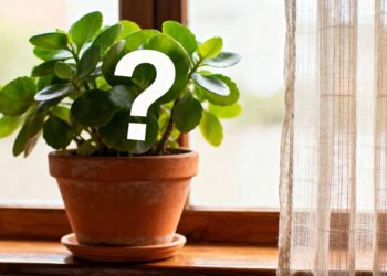 A planta de vaso que virou tendência por fortalecer a imunidade