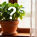 A planta de vaso que virou tendência por fortalecer a imunidade