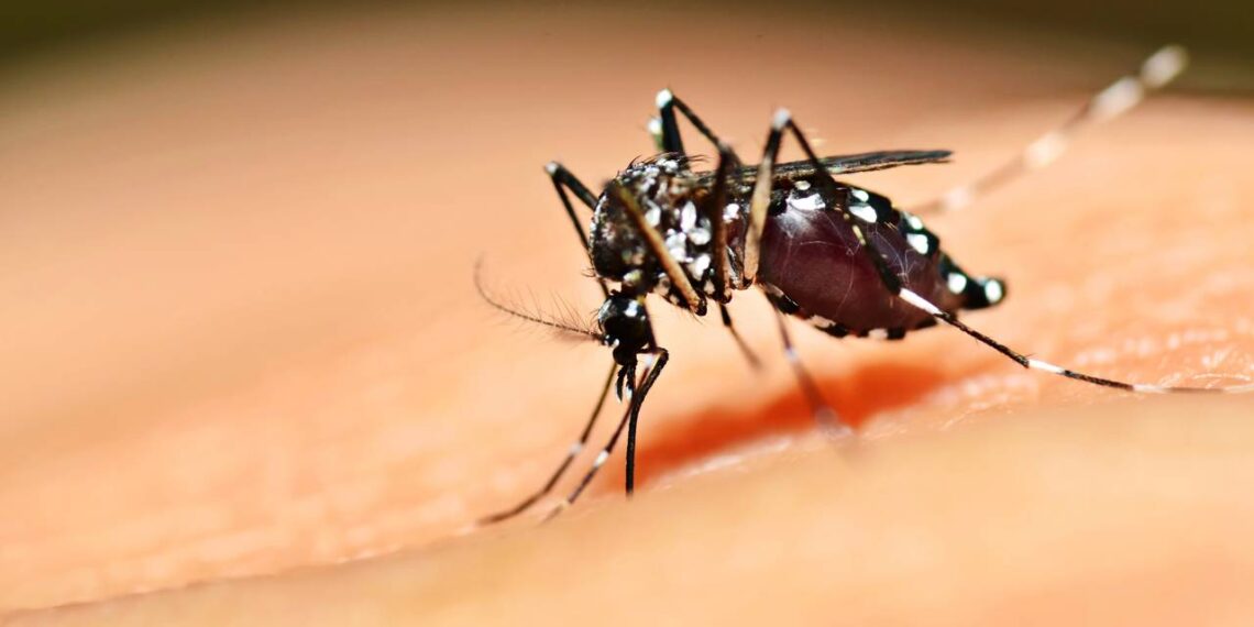 Mosquito da dengue rondando a água parada? O truque com 1 colher que impede as larvas de nascerem