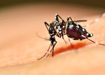 Mosquito da dengue rondando a água parada? O truque com 1 colher que impede as larvas de nascerem