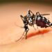 Mosquito da dengue rondando a água parada? O truque com 1 colher que impede as larvas de nascerem
