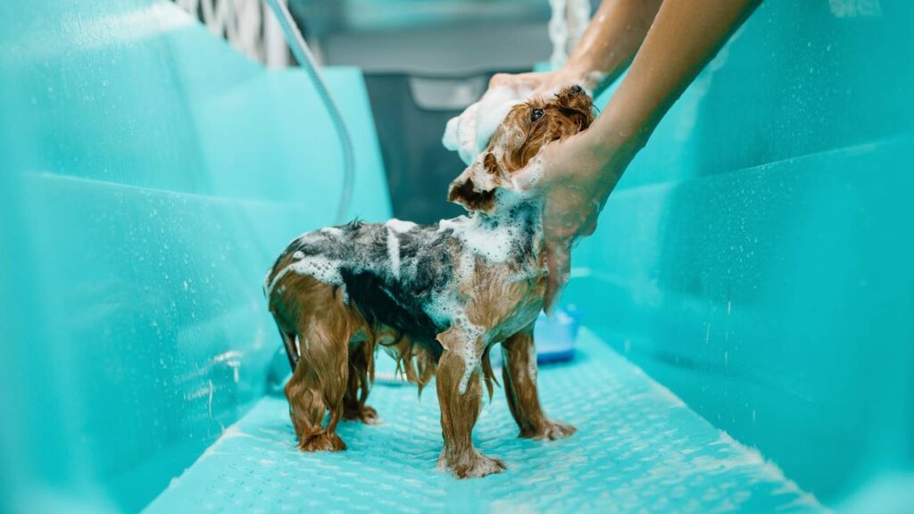 Como dar banho corretamente no seu cachorro sem comprometer a saúde dele