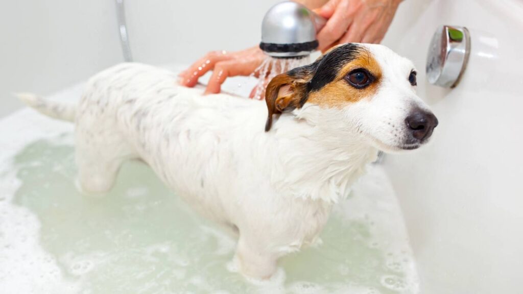 Como dar banho corretamente no seu cachorro sem comprometer a saúde dele