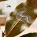 Basta uma folha para se livrar de mosquitos de forma natural nesse verão