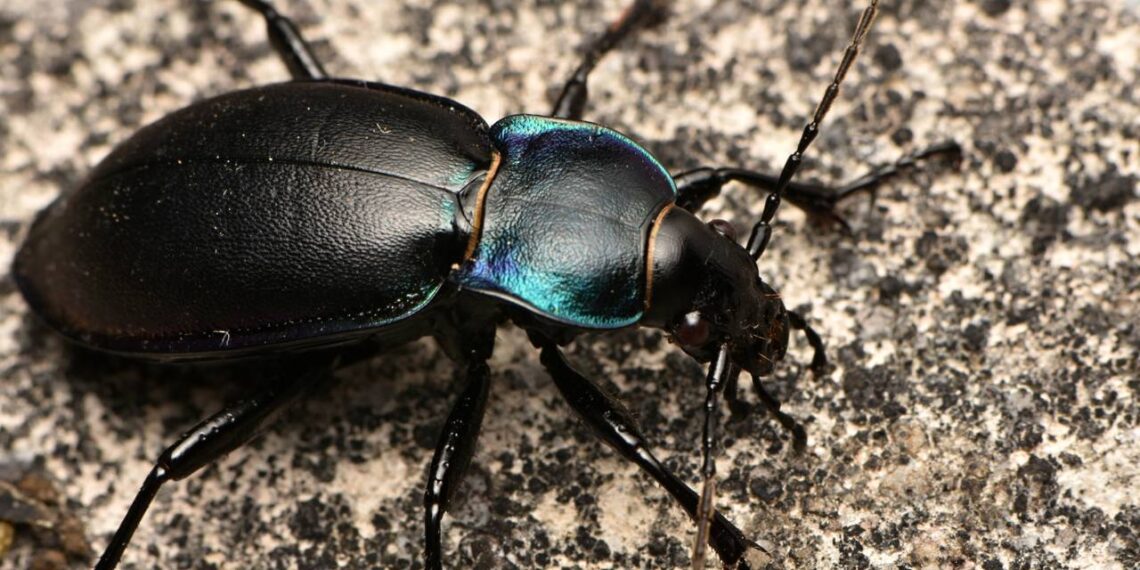 Besouros invadindo sua casa neste verão? Método caseiro que elimina ovos de uma vez