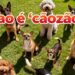 Qual é o aumentativo de cão que quase ninguém conhece
