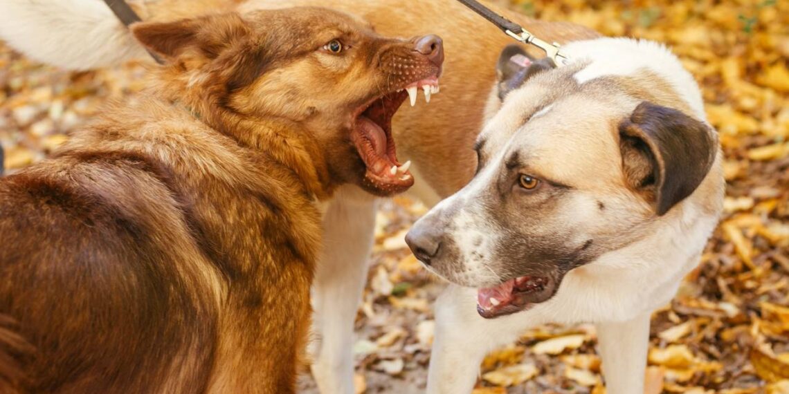 Dicas para evitar brigas de cachorros adultos dentro de casa em 1 mês