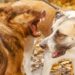 Dicas para evitar brigas de cachorros adultos dentro de casa em 1 mês