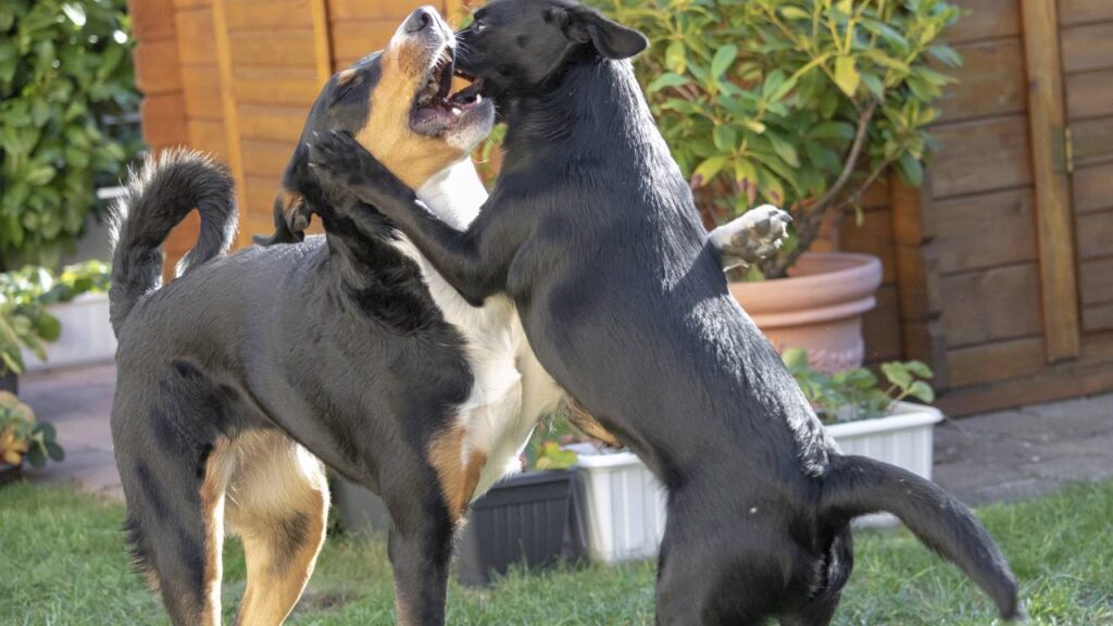 Dicas para evitar brigas de cachorros adultos dentro de casa em 1 mês