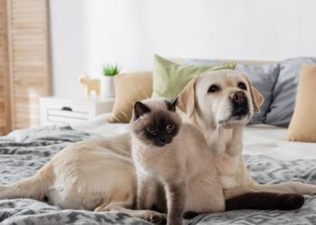 Aprenda as formas corretas de apresentar um cachorro e um gato e torná-los amigos
