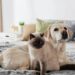 Aprenda as formas corretas de apresentar um cachorro e um gato e torná-los amigos