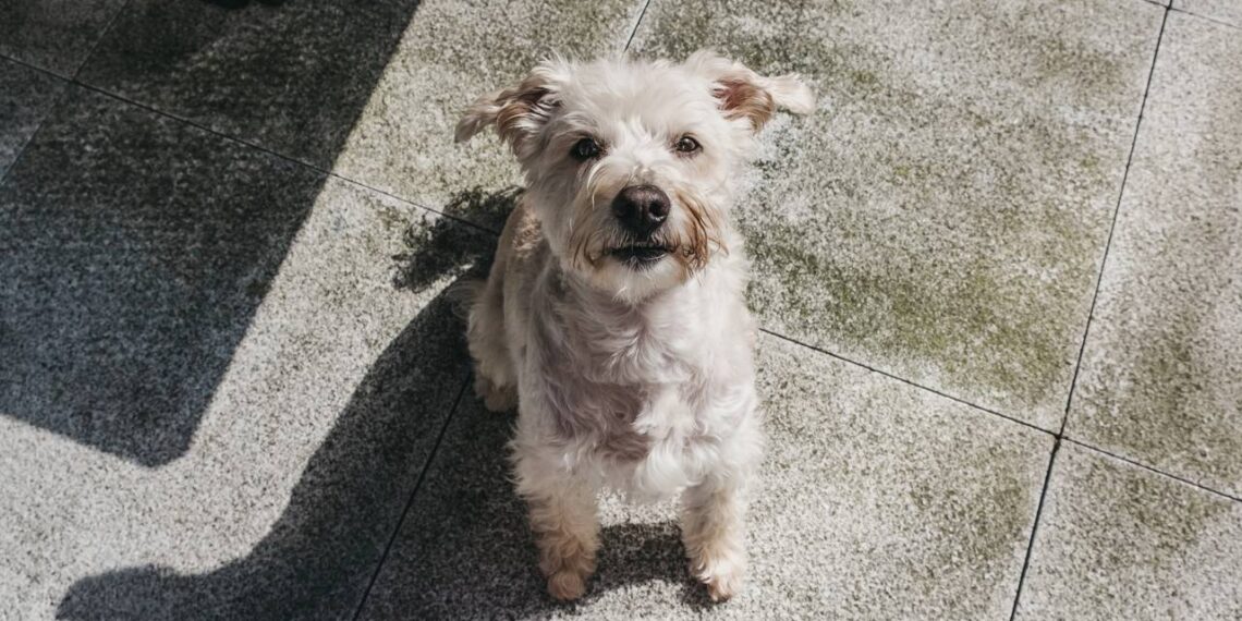 7 nomes versáteis para pets mestiços que se adaptam a qualquer rotina