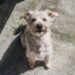 7 nomes versáteis para pets mestiços que se adaptam a qualquer rotina