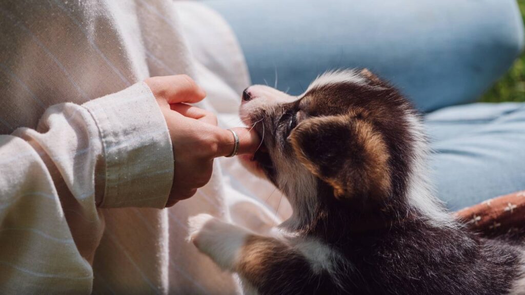 Erros que você deve evitar ao cuidar do seu cachorro para garantir a saúde dele