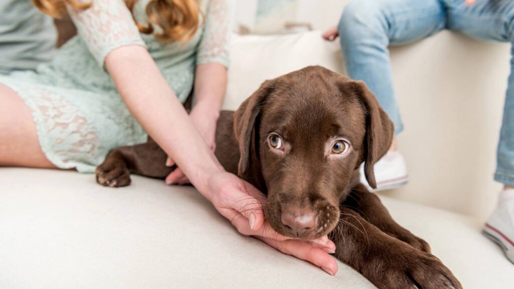 Erros que você deve evitar ao cuidar do seu cachorro para garantir a saúde dele