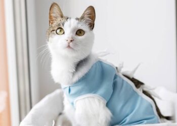 Dicas para tutores iniciantes: como cuidar de um gato recém-castrado
