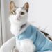 Dicas para tutores iniciantes: como cuidar de um gato recém-castrado