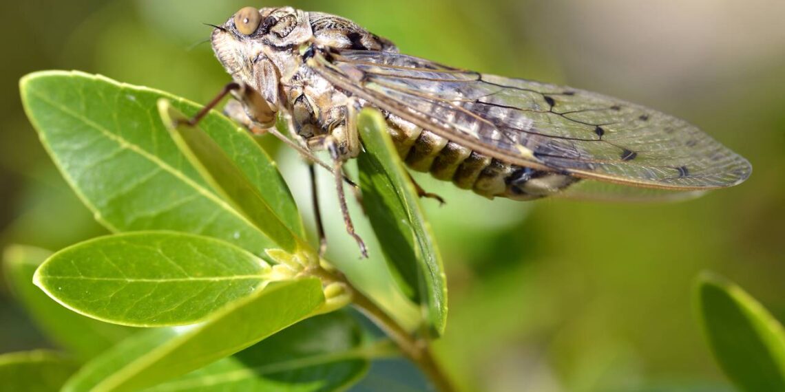 Cigarras cantando no jardim em dezembro? Técnica segura para calar a árvore inteira sem matar nenhuma