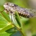 Cigarras cantando no jardim em dezembro? Técnica segura para calar a árvore inteira sem matar nenhuma