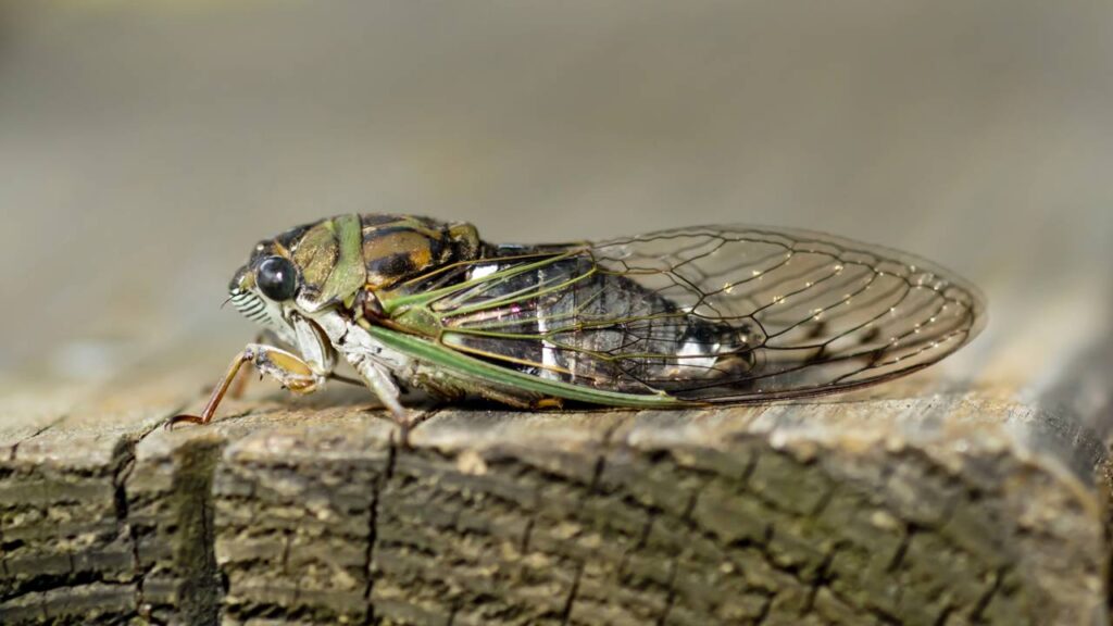 Cigarras cantando no jardim em dezembro? Técnica segura para calar a árvore inteira sem matar nenhuma