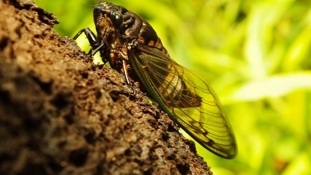 Cigarras cantando no jardim em dezembro? Técnica segura para calar a árvore inteira sem matar nenhuma