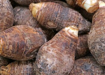 Como plantar inhame em qualquer solo com ótimos resultados