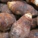 Como plantar inhame em qualquer solo com ótimos resultados