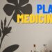 Esta planta medicinal pode ser encontrada facilmente e é uma das mais eficientes em diversos tratamentos