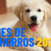 Nomes de cachorros que farão sucesso em 2026